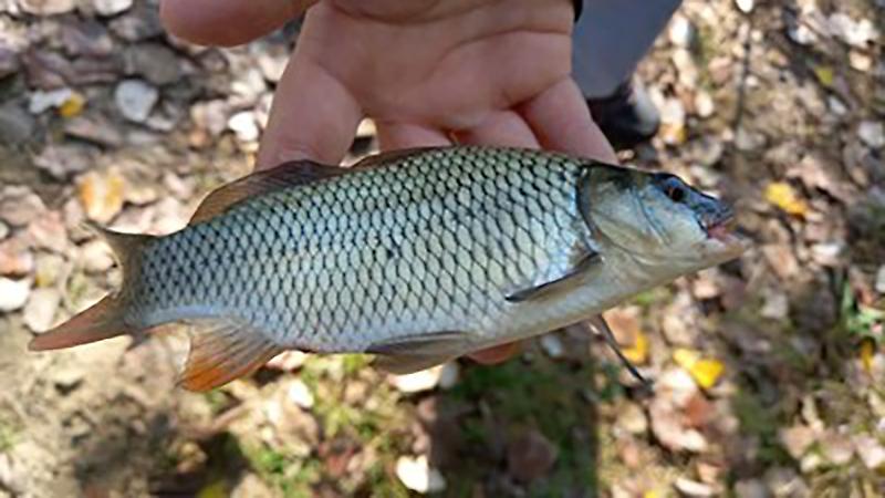 Si tinge di giallo il caso dei pesci di Chivasso: per l'Arpa sono ...