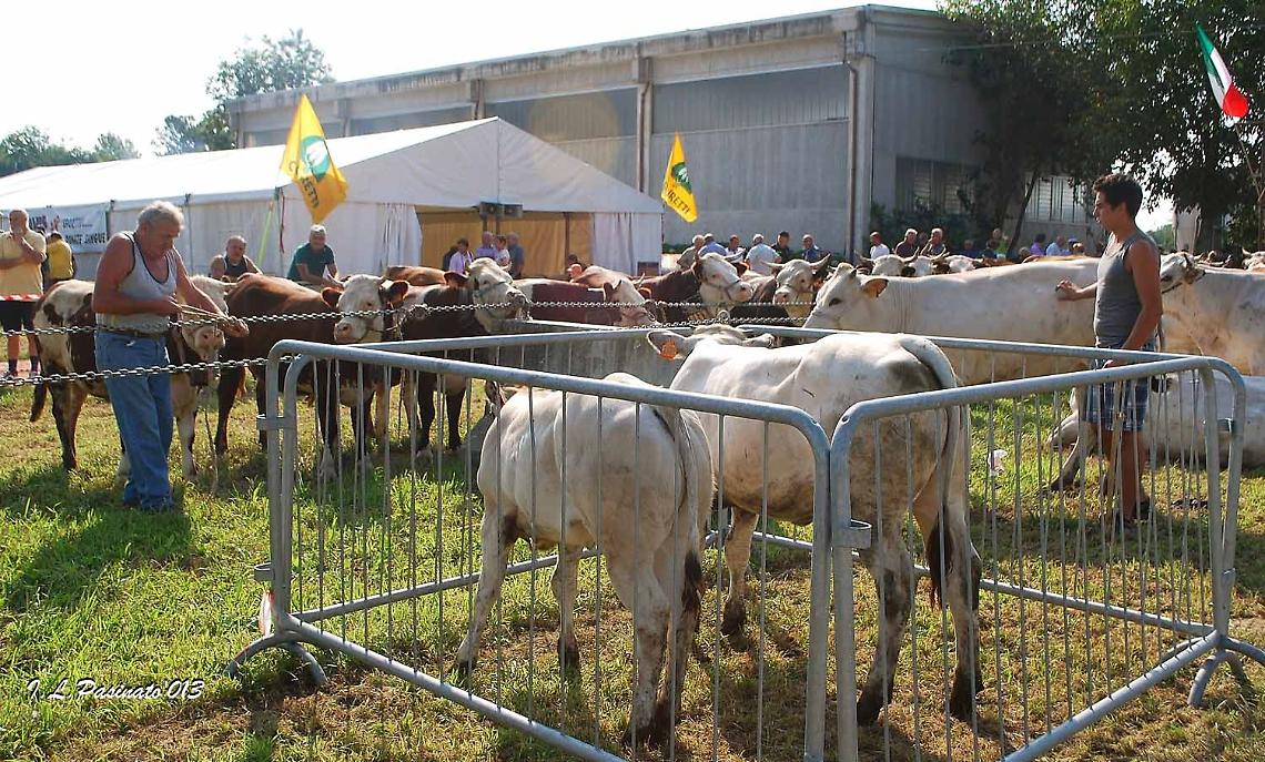 ROMA. Animali da allevamento, 80% italiani ne vuole sapere di più