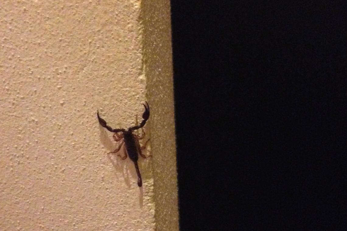 SETTIMO. In città ci sono gli scorpioni