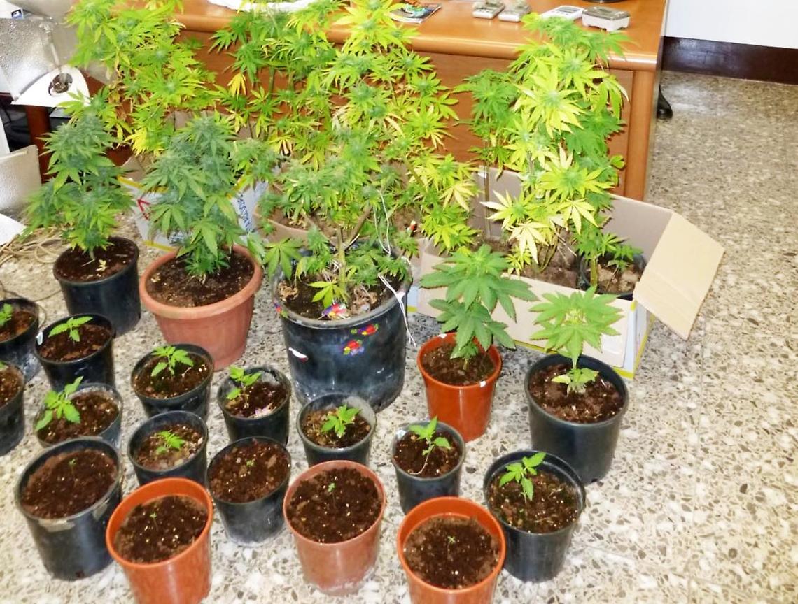 Coltivava marijuana in un campo abbandonato. Condannato