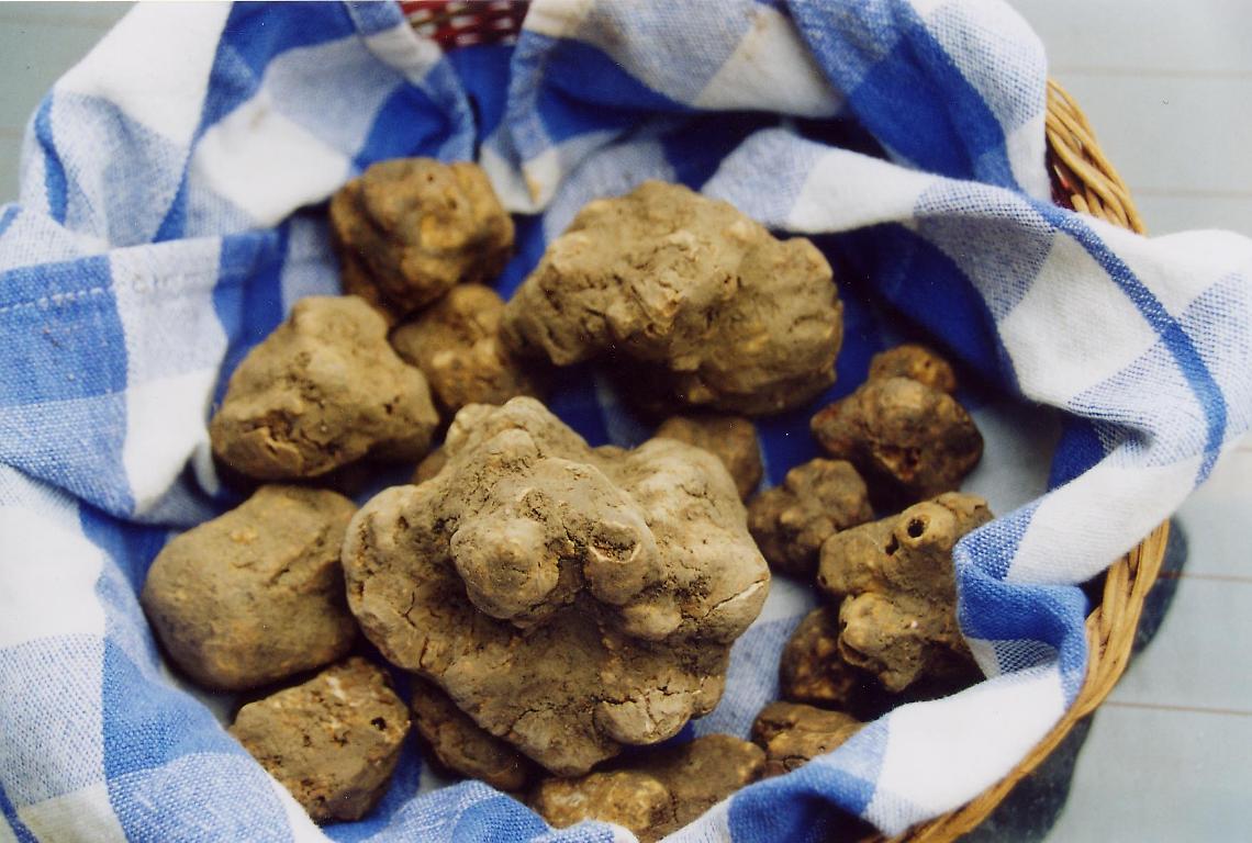AOSTA. Alimentare: tartufo sposa la Fontina, promozione congiunta