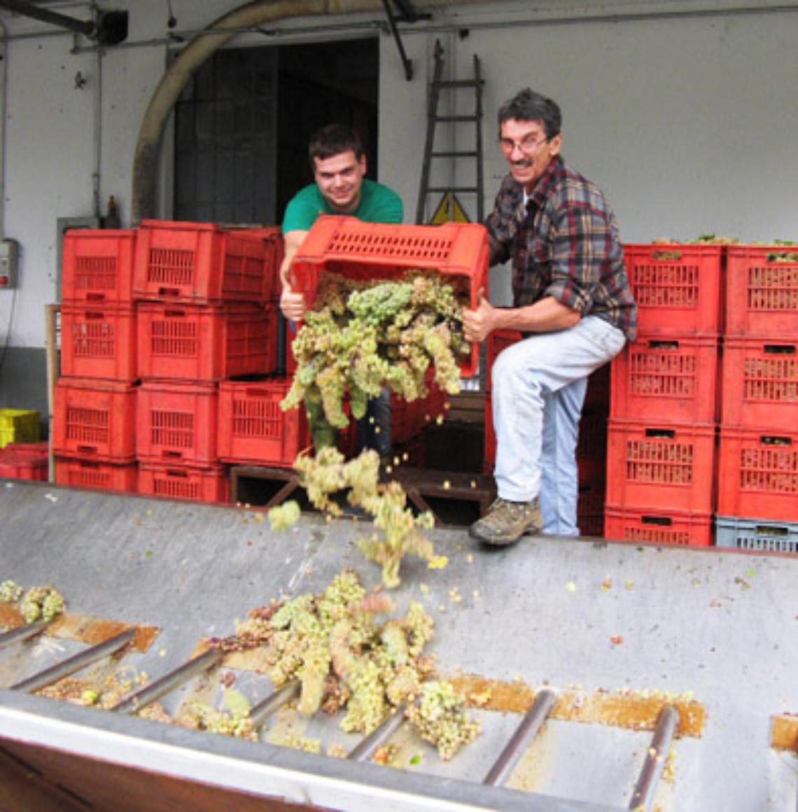 LA MORRA (CN). 'Mangialonga' in 5 tappe tra i filari del Barolo