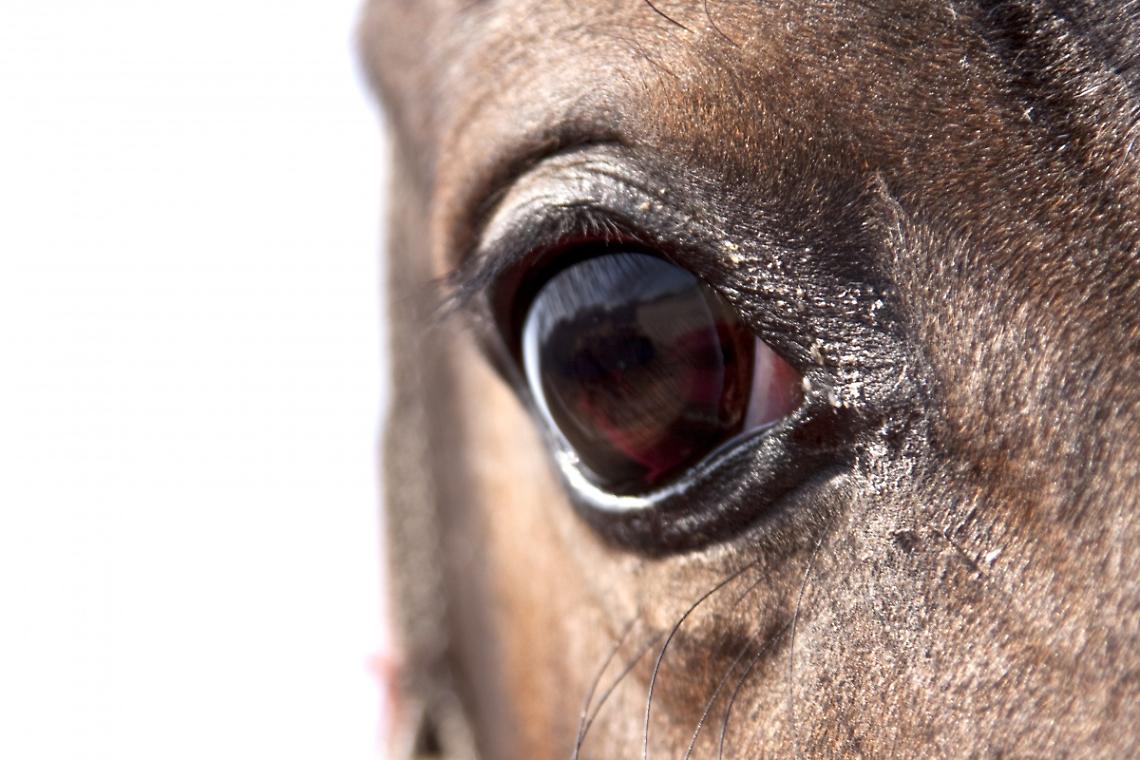 cavallo