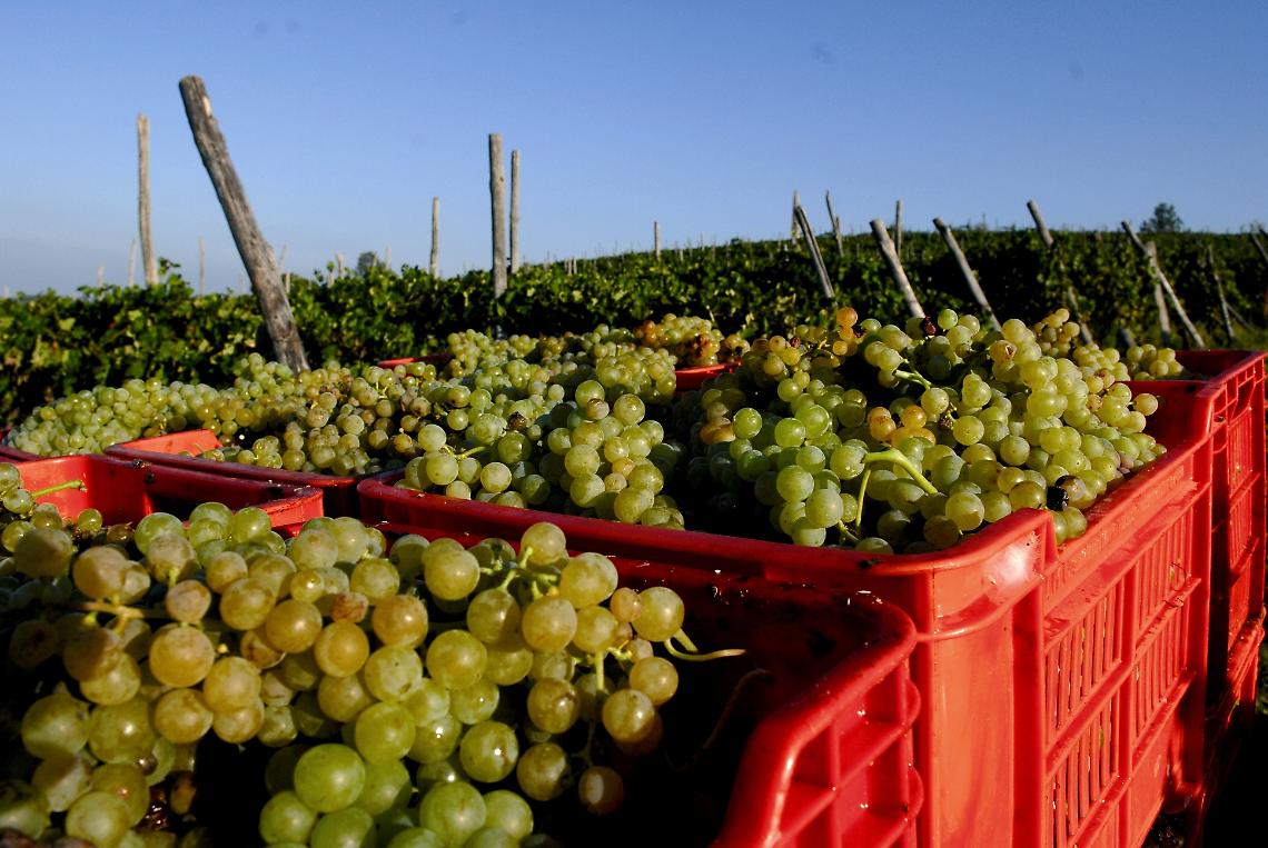 ROMA. Vino: vendemmia, con 47mln ettolitri Italia verso leaders