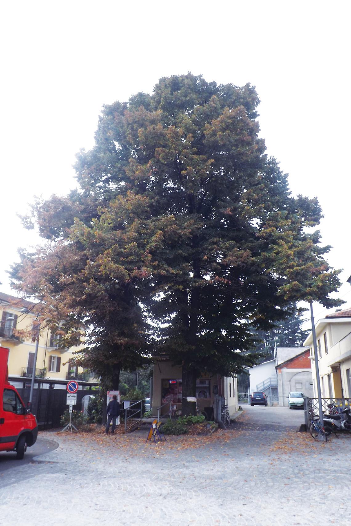 L'appello di un edicolante: "Quei due alberi sono pericolosi, prima o poi qualcuno rischia di farsi male"