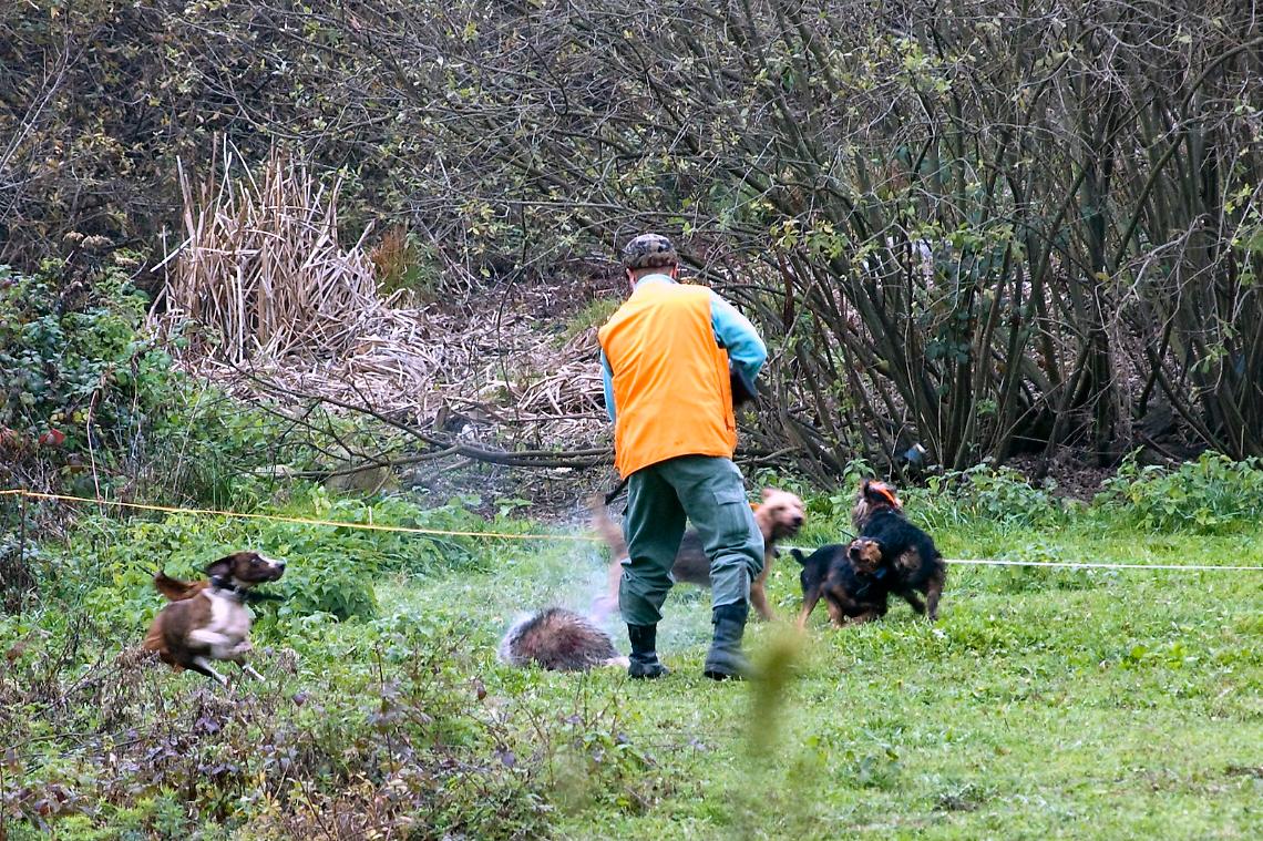 TORINO. Caccia al cinghiale, al via in Piemonte il 15 aprile