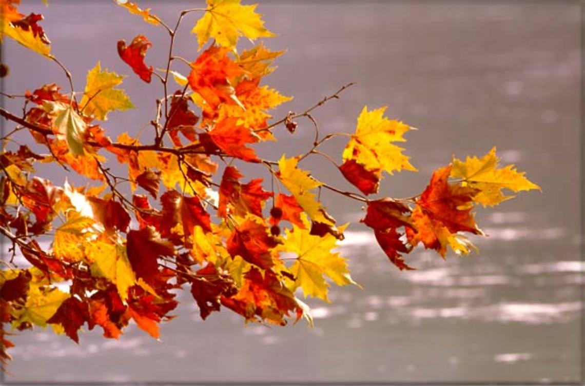 ROMA. Anticipo d'autunno al Centronord: nel weekend 8 gradi in meno