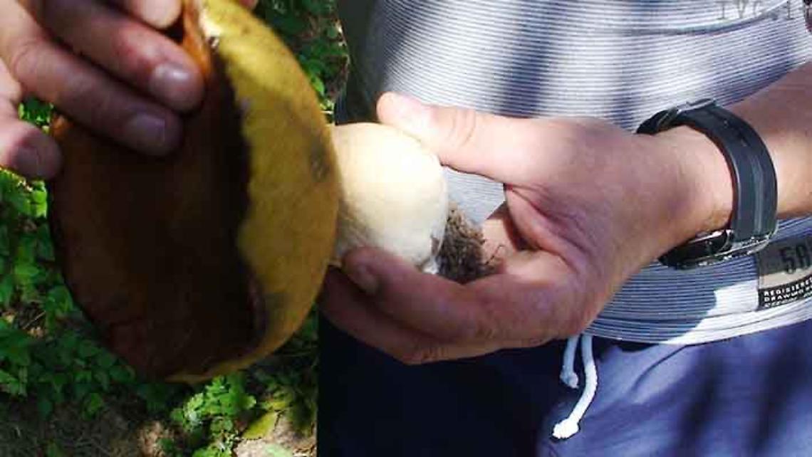 VERCELLI. Migliorano condizioni salute intossicati da funghi