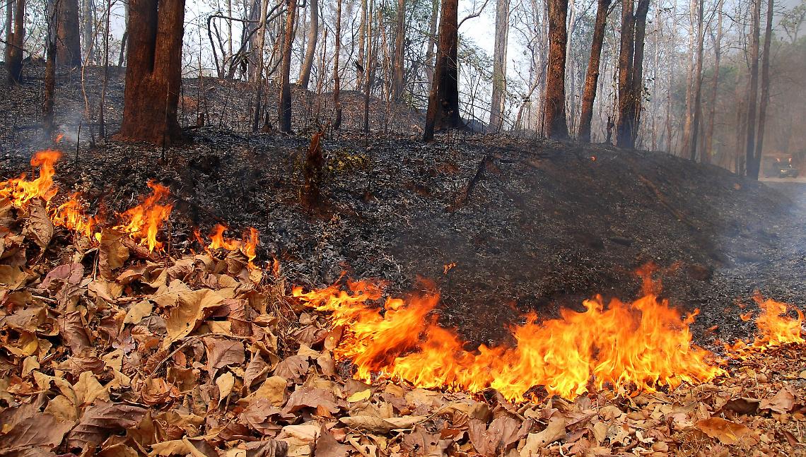 ROMA. Incendi: Forestale, 87 roghi ieri in Italia, 28 in Campania
