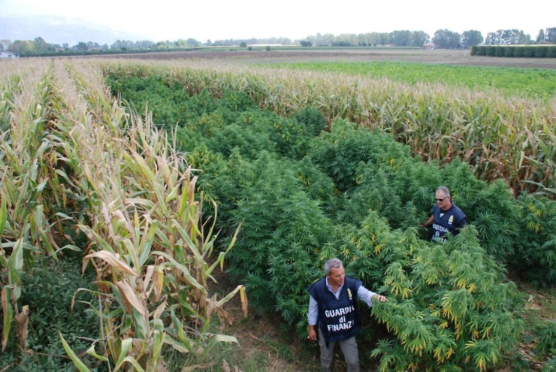 VERCELLI. Coltivavano marijuana nei campi, denunciati due varallesi