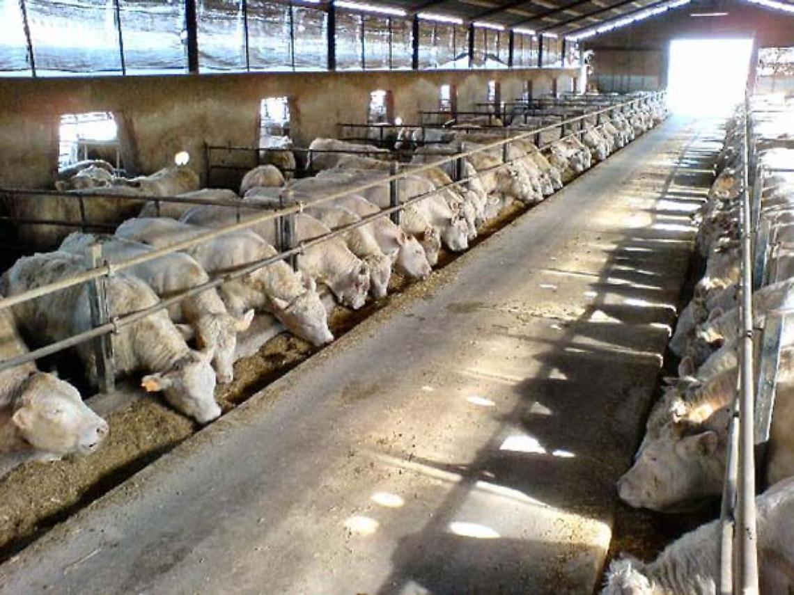 TORINO. Bovini trattati con anabolizzanti, sette rinvii a giudizio