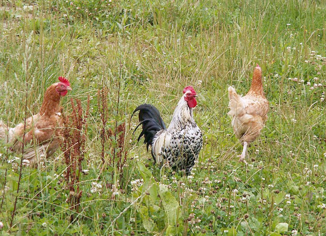 La canapa rende le uova delle galline pi&ugrave; ricche di omega 3