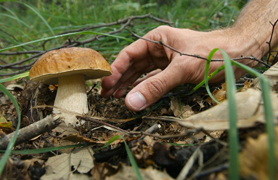RUBIANA. Cade mentre cerca funghi, morta anziana