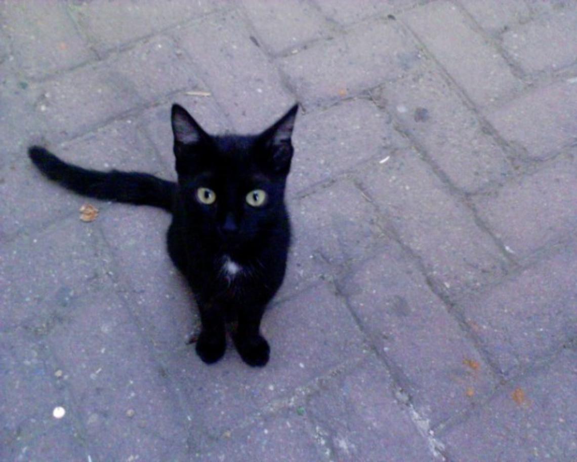 Giornata del gatto nero, volontari con i 'baffi'  