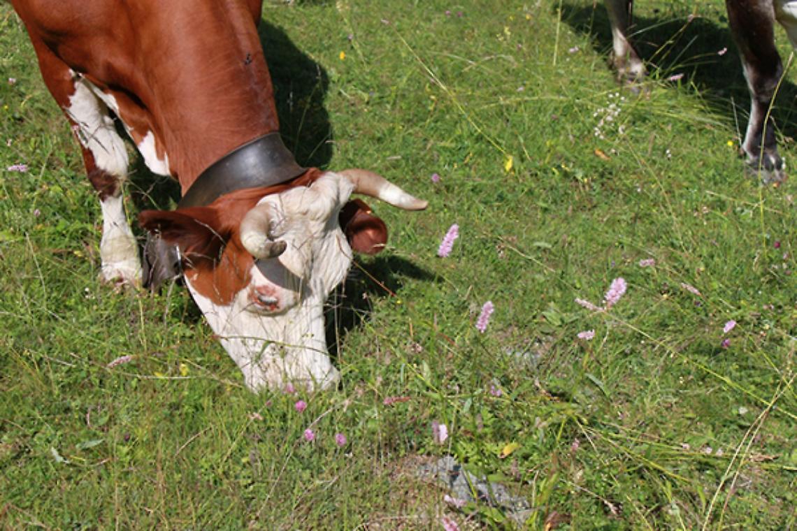 IVREA. Sagra del Bollito e Mostra dei Bovini!