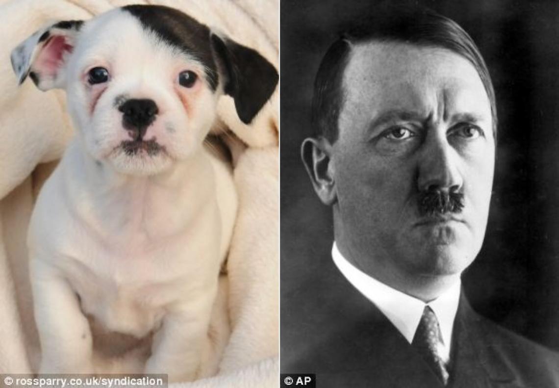Il sosia di Hitler è un cane