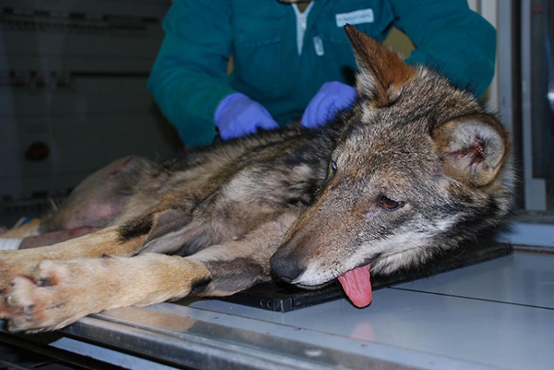 RECUPERATALA GIOVANE LUPA FERITA IL 5 DICEMBRE A PRAGELATO