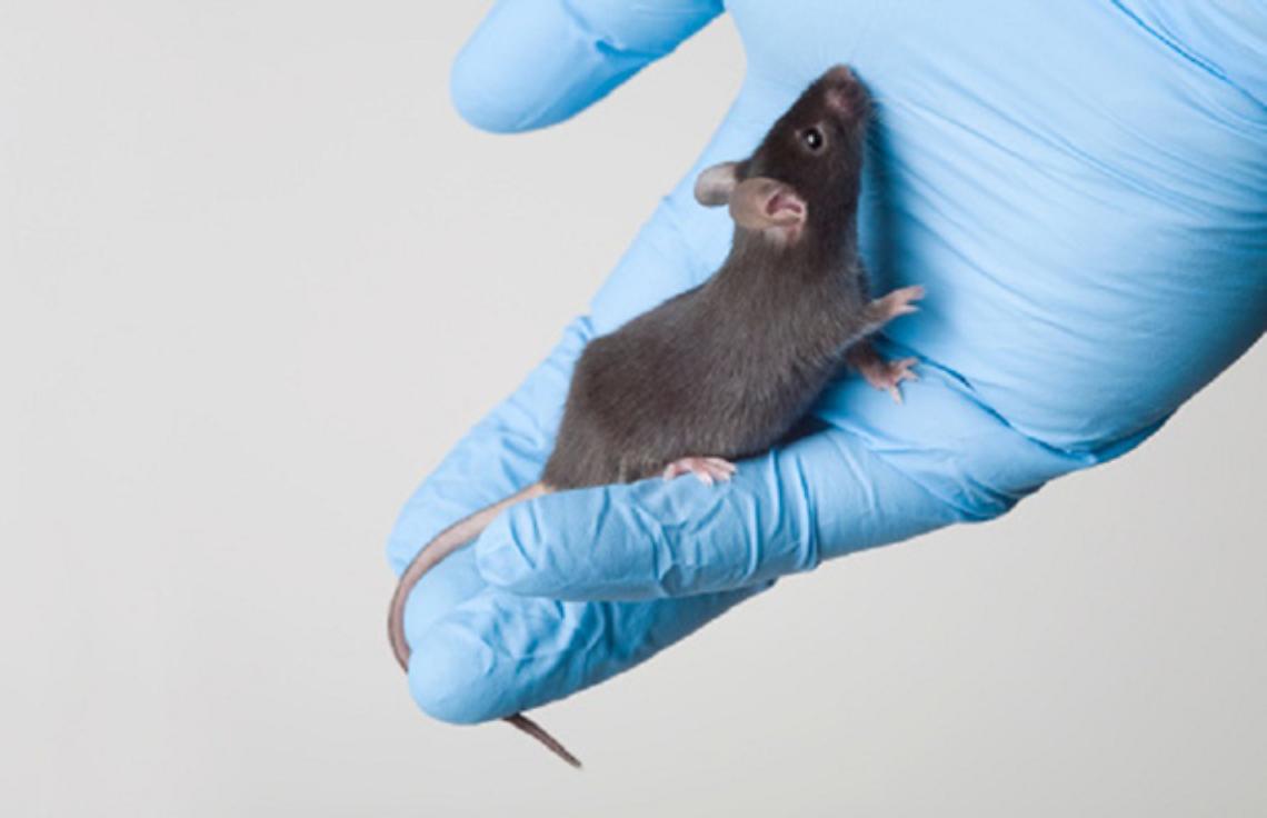 COLLERETTO GIACOSA. Fermiamo la sperimentazione animale