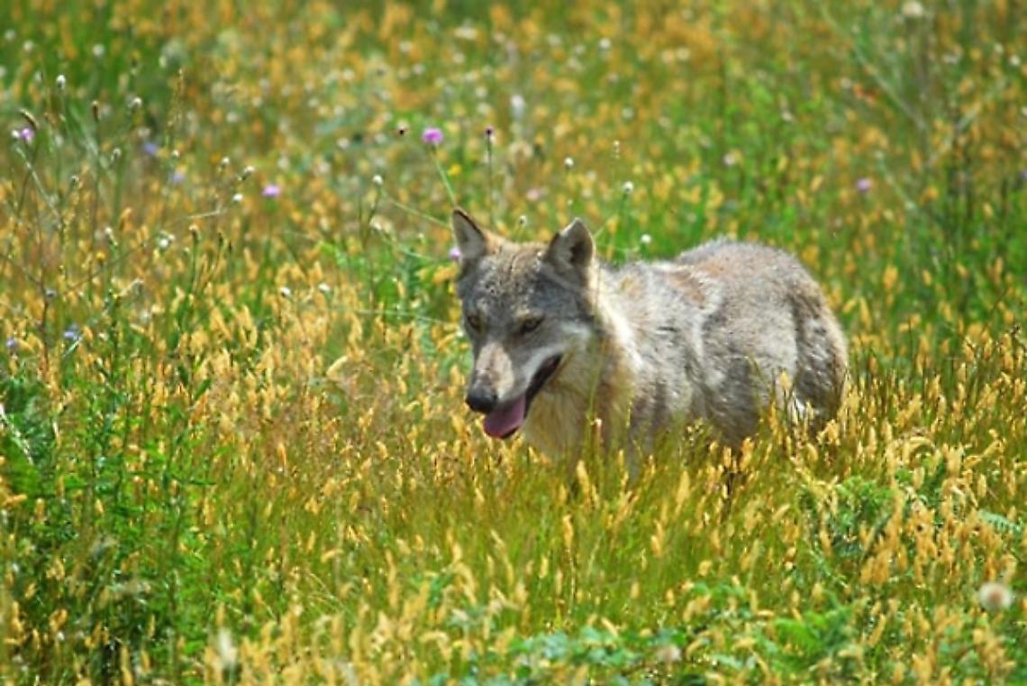 Lupi aggrediscono cavalla gravida: “Non è solo un danno economico, ma un dolore profondo”