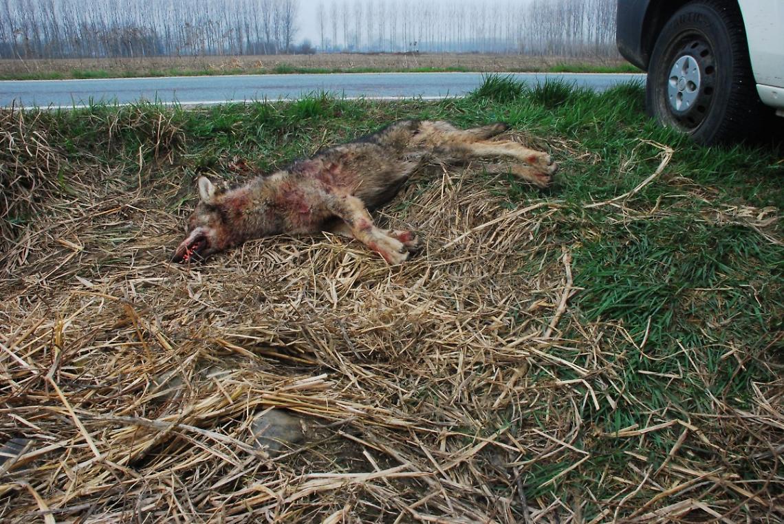 POIRINO. Automobilista investe lupo e lo soccorre, ma animale muore