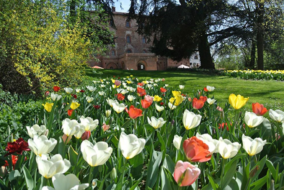 PRALORMO. “Messer Tulipano” annuncia la primavera