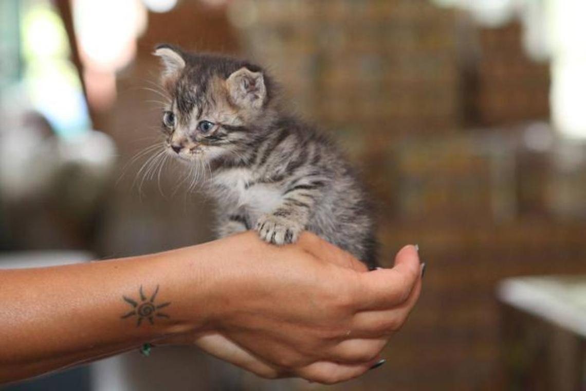 Troppi furti, il gattile di Verolengo non si costruisce più