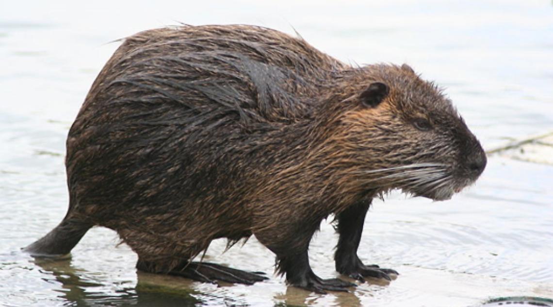 MERCENASCO/STRAMBINO. E' allarme nutrie