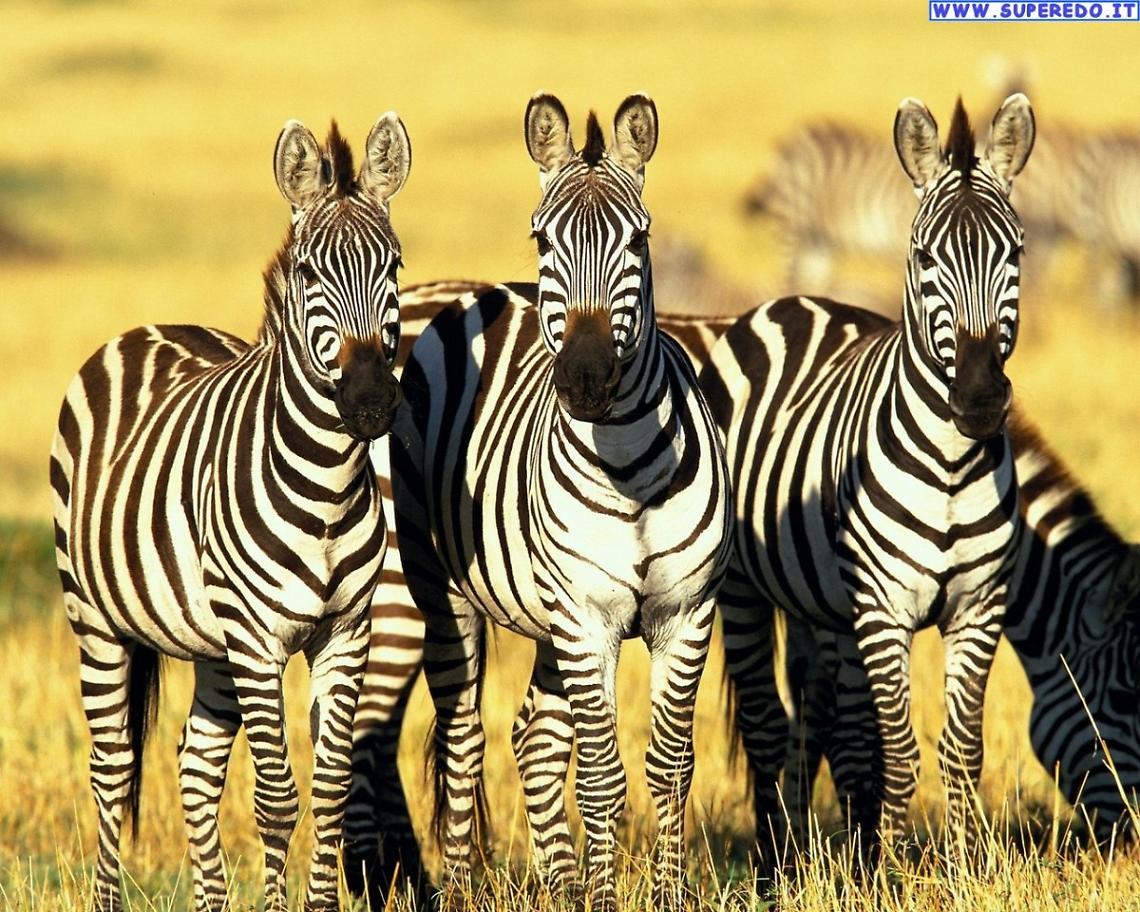 SETTIMO TORINESE. ZEBRE ED ULCERA