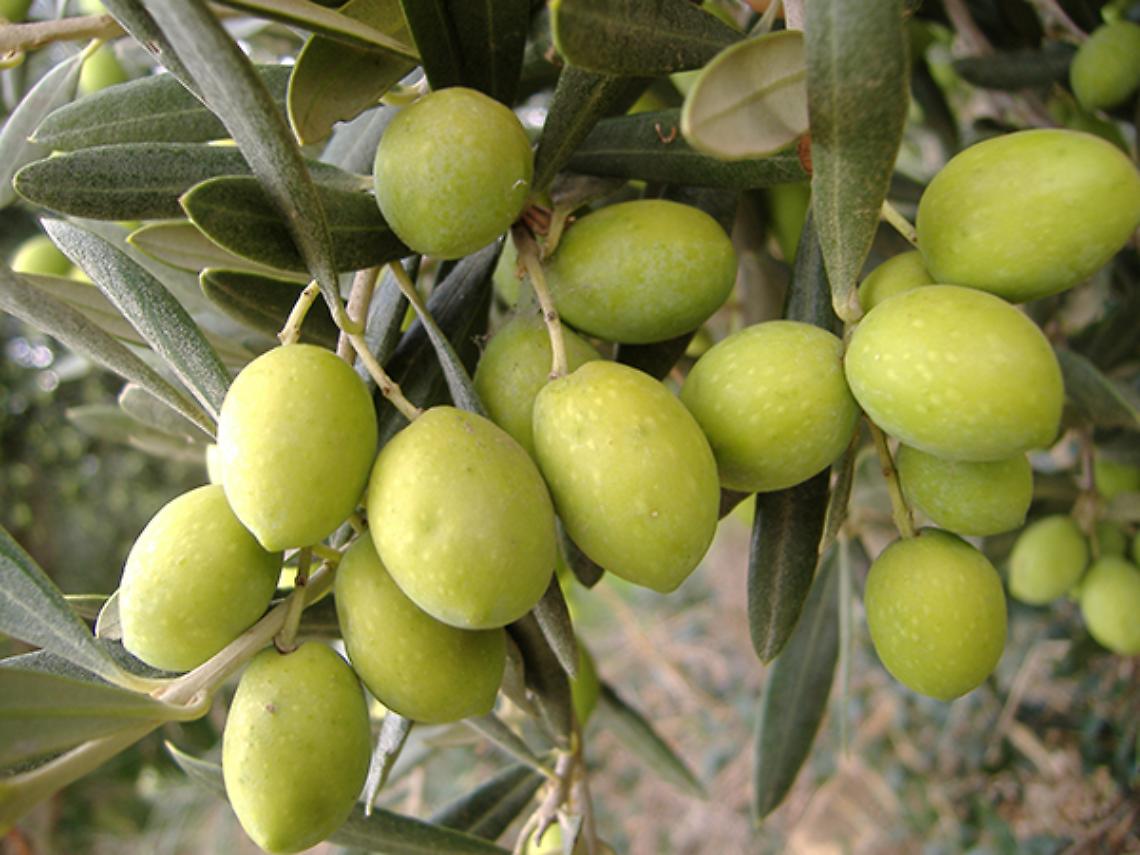 BRUXELLES. Europa-Regioni: Xylella; ulivo ligure non è infetto