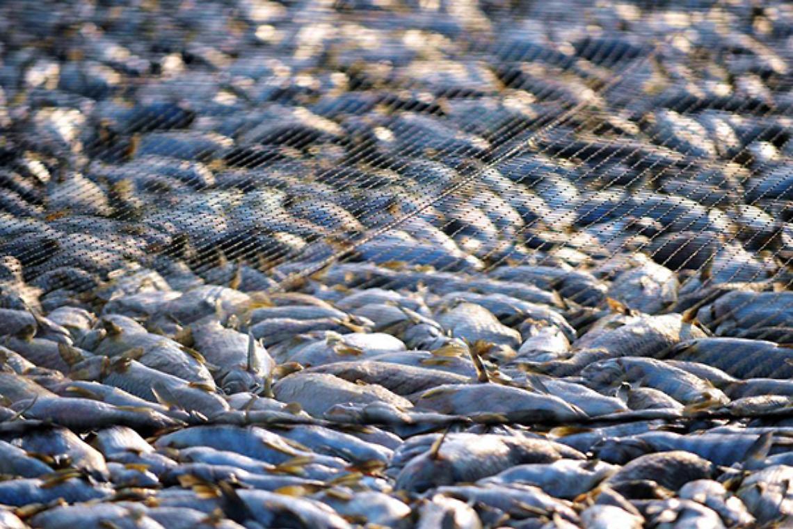 BRUXELLES. Pesca: Vella, "Italia perso finora 36,7 mln del fondo europeo"