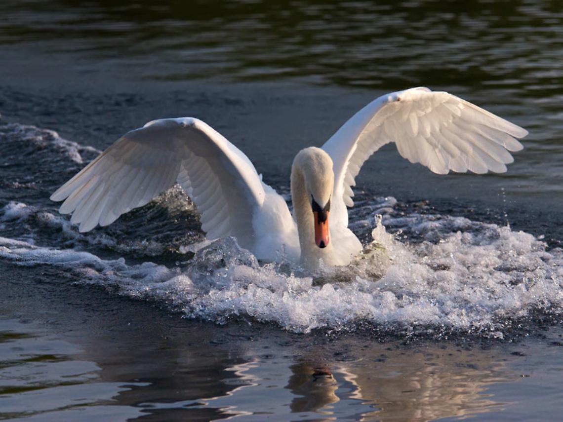 Cigno Baldassarre