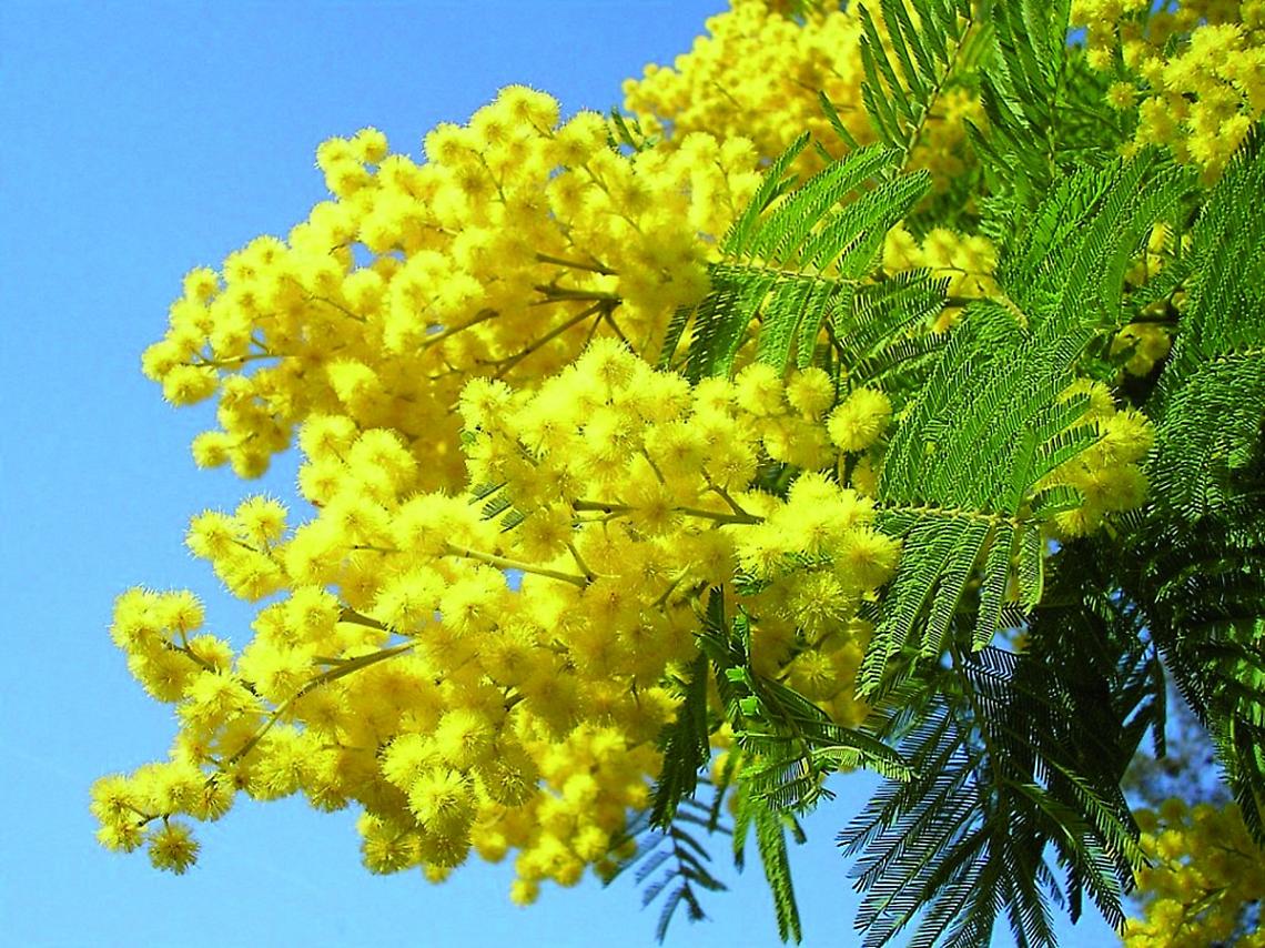 Mimosa
