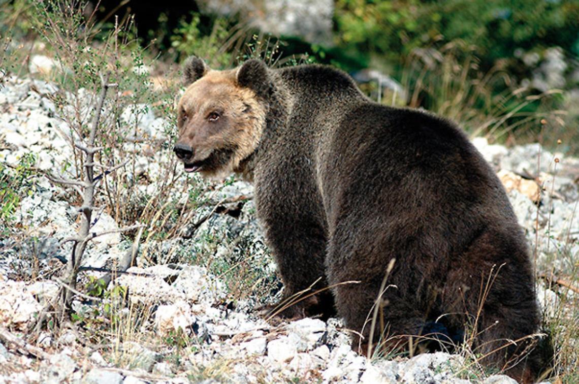 Libertà per gli orsi, spunta in stazione uno striscione degli animalisti