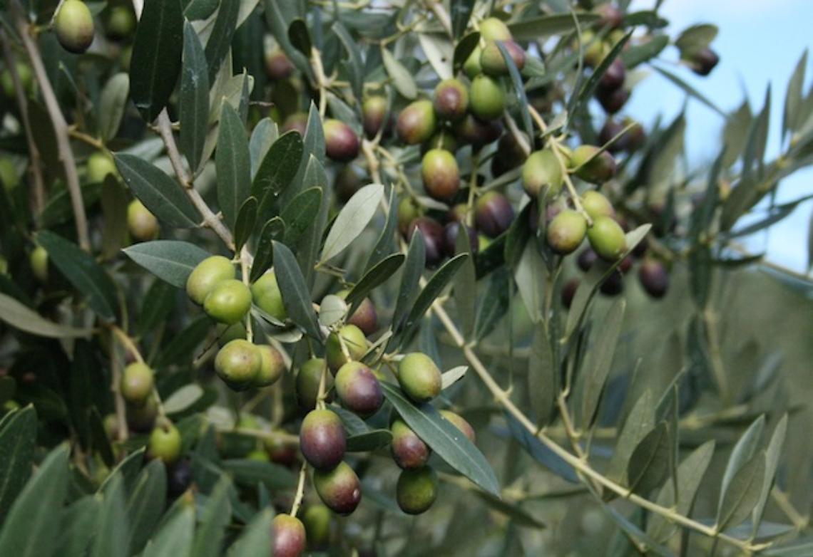 VIALFRE'. Frantoio a porte aperte, è ora di raccogliere le olive