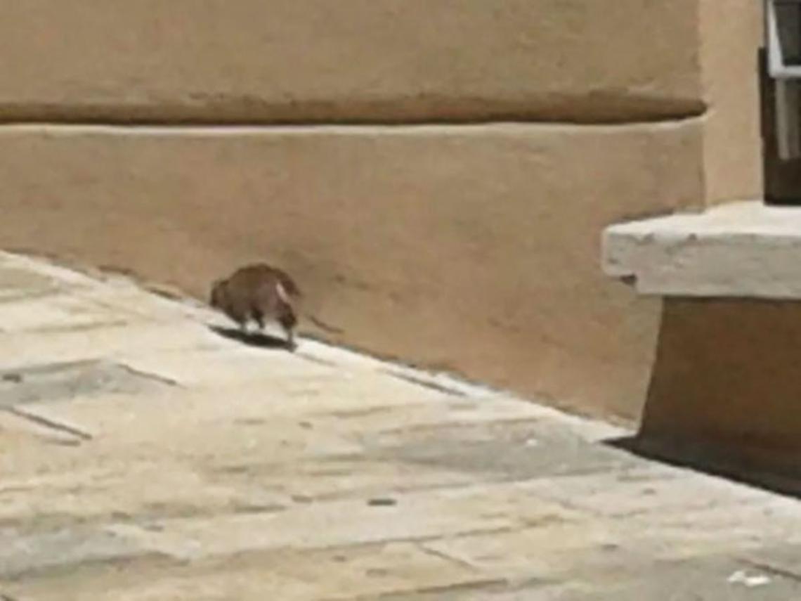 SETTIMO. Emergenza ratti in via Castiglione