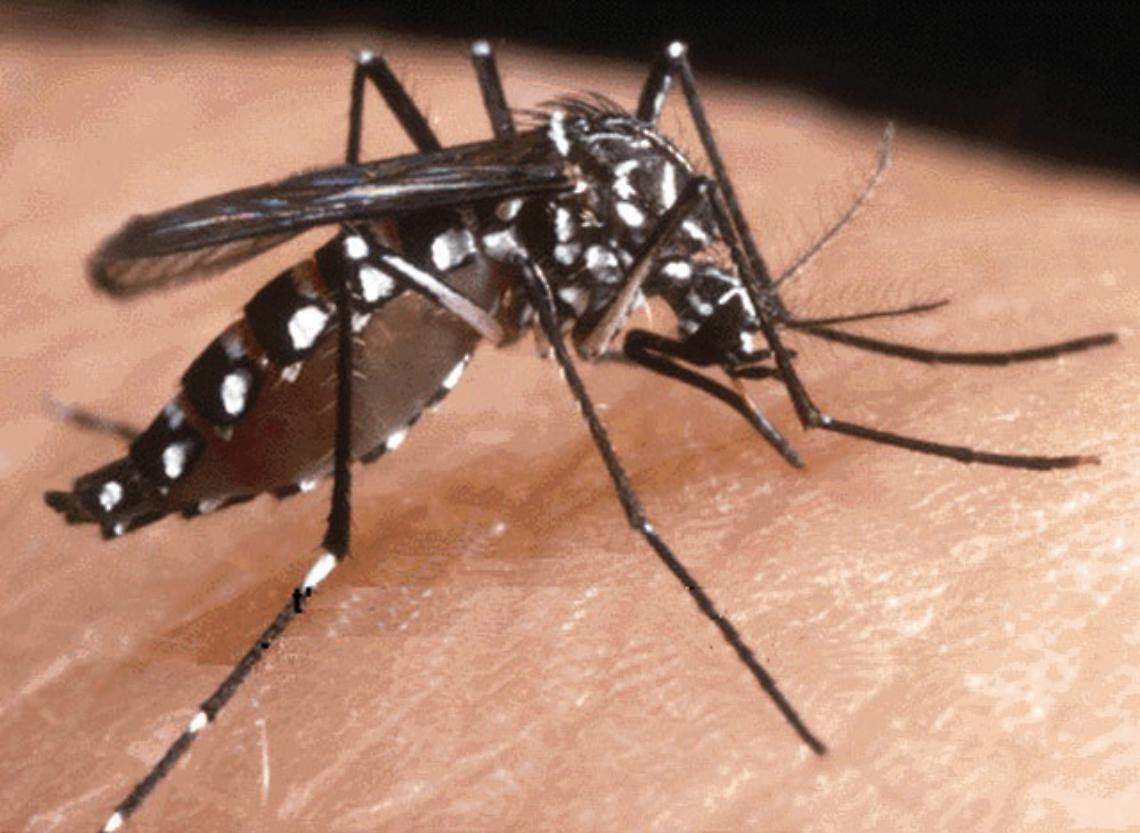 IVREA. Città infestata dalla zanzara tigre. Si salvi chi può. Tutti a casa