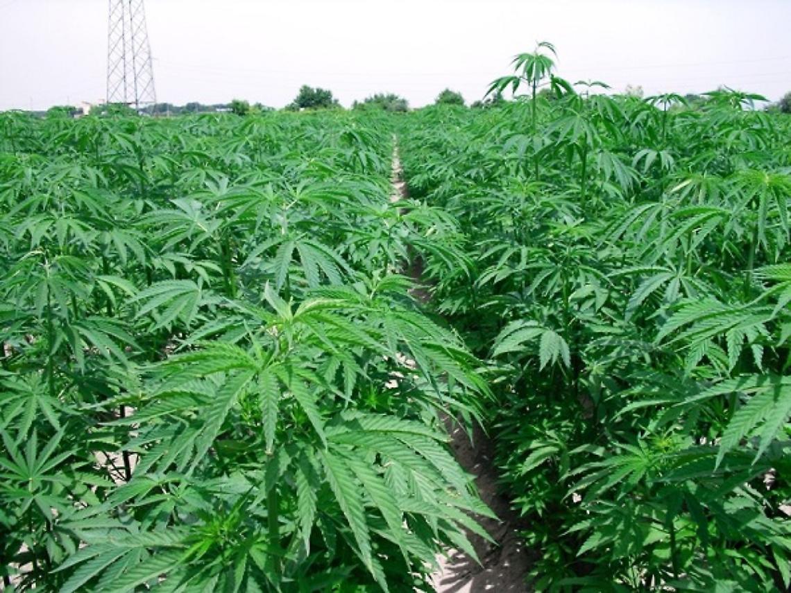 AVIGLIANA. Drink alla cannabis è nocivo,carabinieri sequestrano lattine
