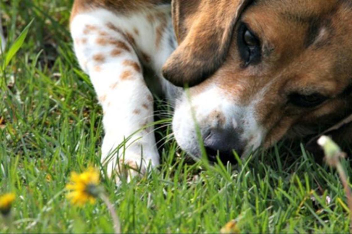 VERCELLI. Allevamento beagle non autorizzato, sequestrati 23 cani