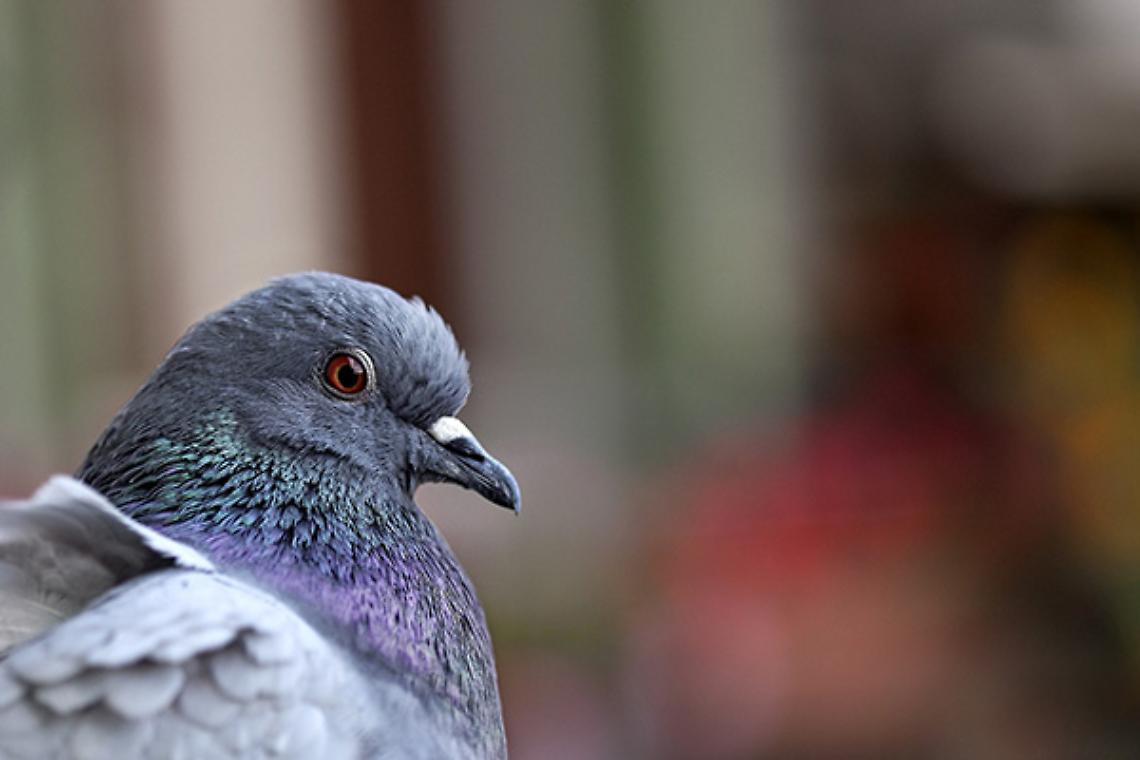 TORINO. Spara a piccioni con carabina modificata, denunciato