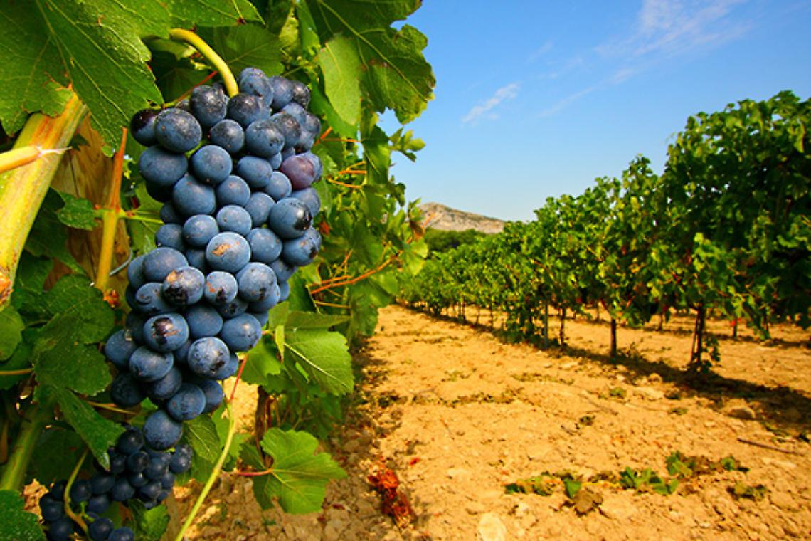 VALPERGA. Camminata enogastronomica 