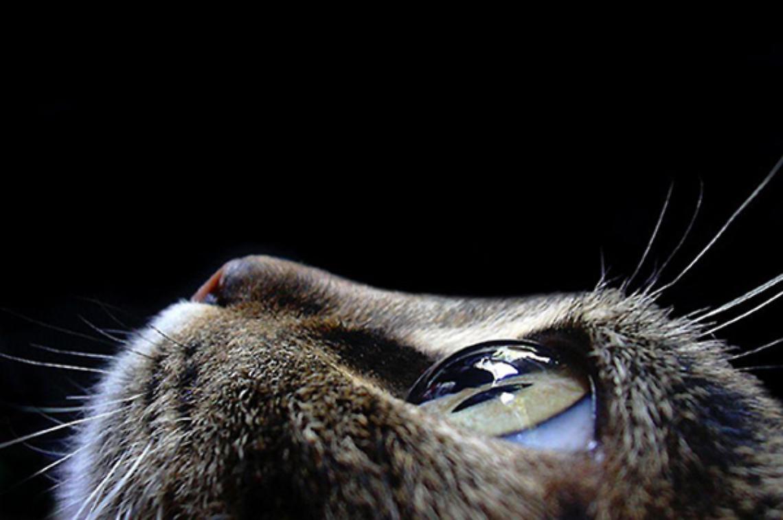TORINO. Gatto precipita su passante dall'ottavo piano, padrona a processo