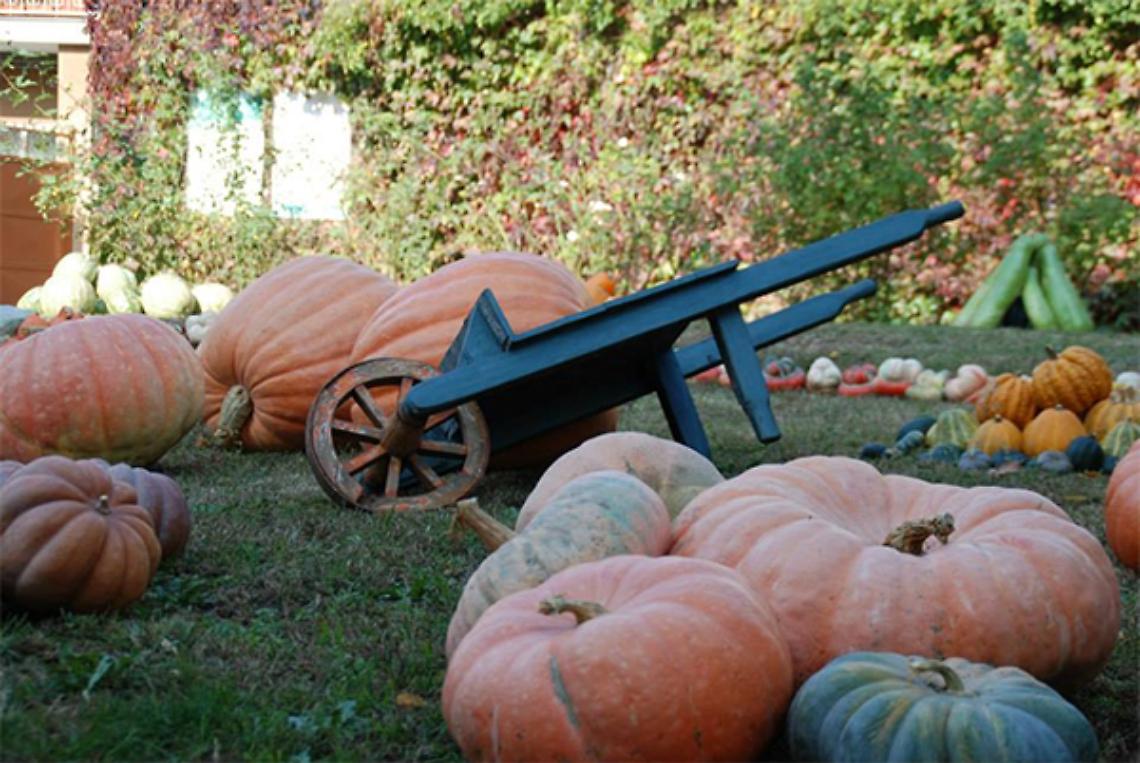 BRANDIZZO. Sagra della Zucca: ecco il programma