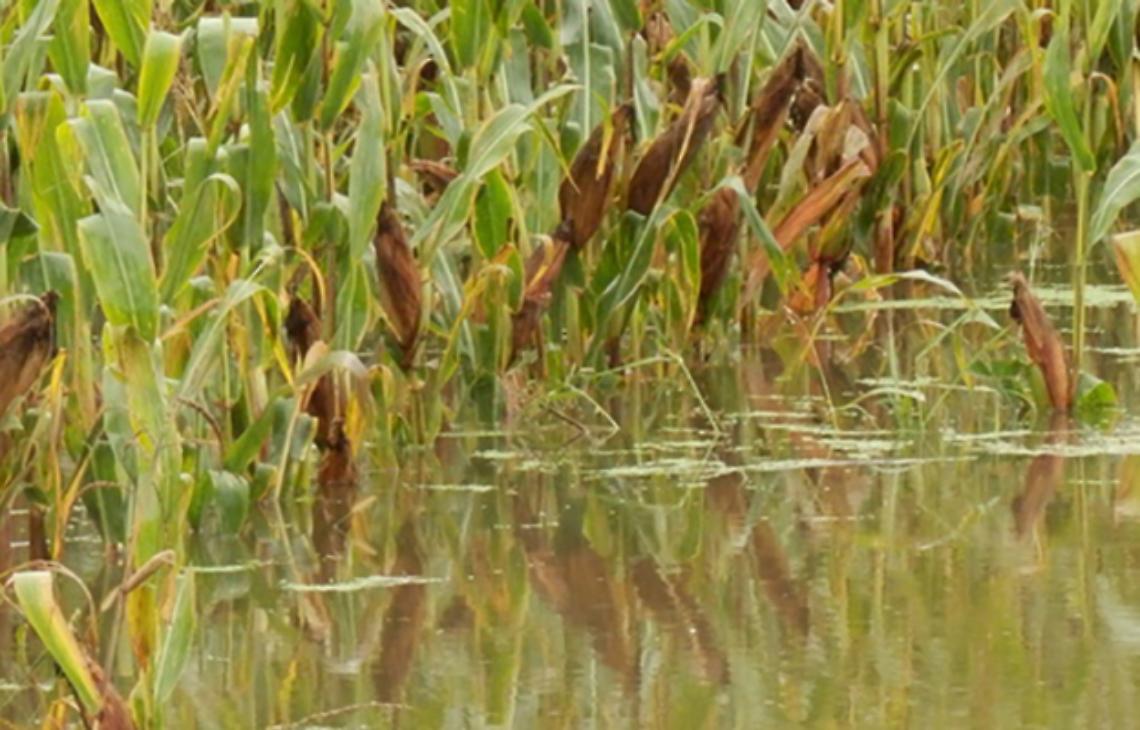 SAN GIORGIO L'incontro conclusivo del progetto “Filiera Mais Trac: dal seme alla farina”
