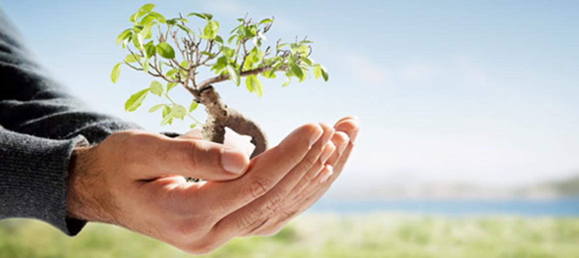 Caluso celebra la Giornata dell'Albero