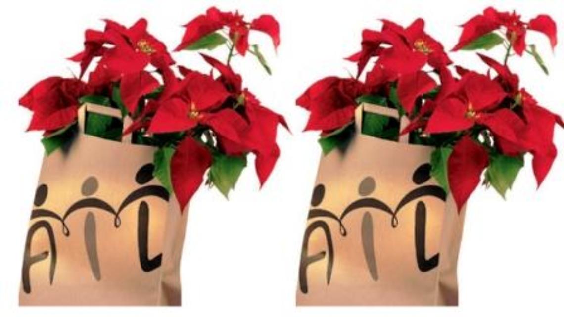 ROMA. Tornano nelle piazze italiane le "Stelle di Natale Ail". L'iniziativa per sostenere la lotta alle leucemie