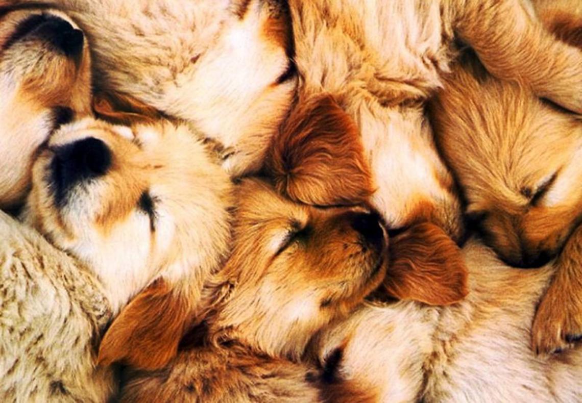AGLIE'. Avvelenamento di animali, "Non utilizzate pesticidi e diserbanti"