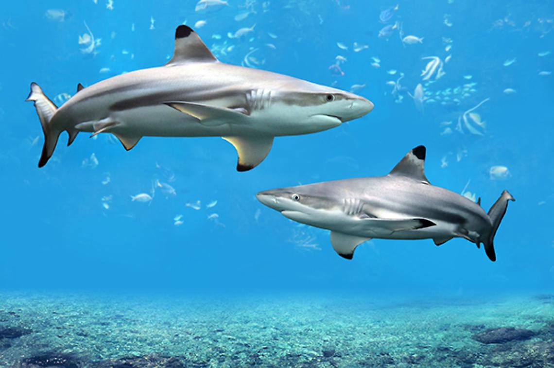 ROMA. La pesca sportiva in 'aiuto' degli squali del Mediterraneo