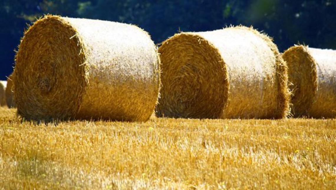 VEROLENGO. Aspettando il Palio...ecco le novità