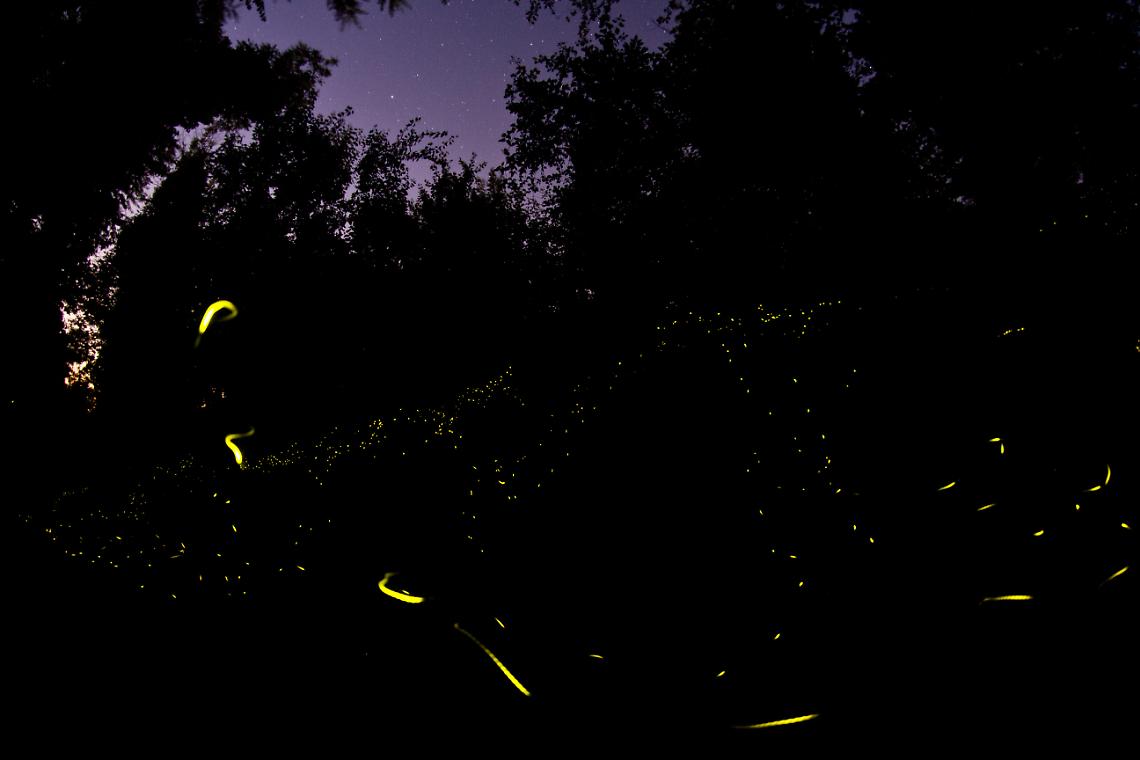 CERESOLE REALE. Fotografare il Parco, ecco i vincitori