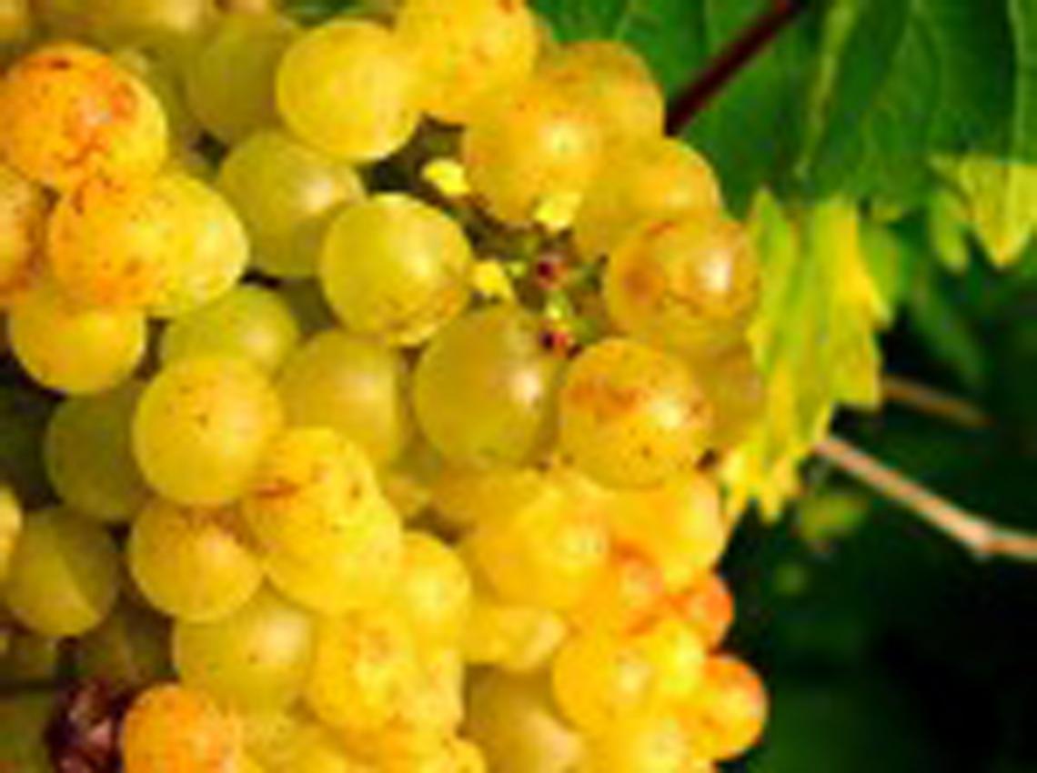 ROMA. L'aroma del Moscato è il più riconosciuto